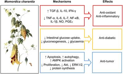 Momordica charantia, a Nutraceutical Approach for Inflammatory Related Diseases